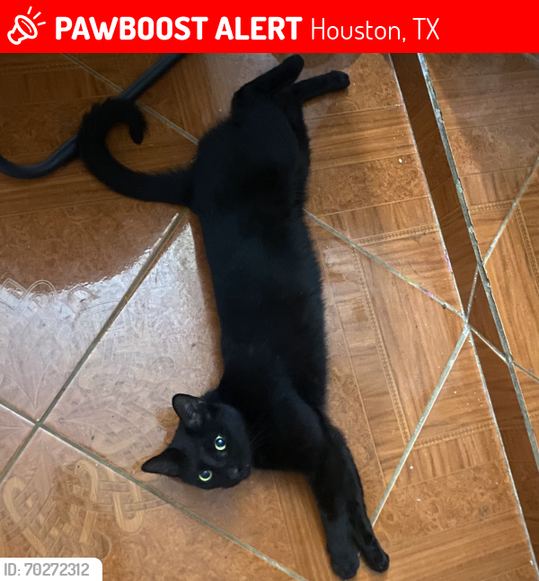 Lost Male Cat last seen aldine west field by the swift gas station, Houston, TX 77093