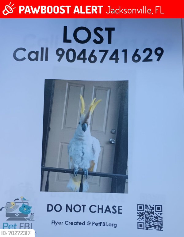 Lost Male Bird last seen River Rd and san marco blvd, Jacksonville, FL 32207