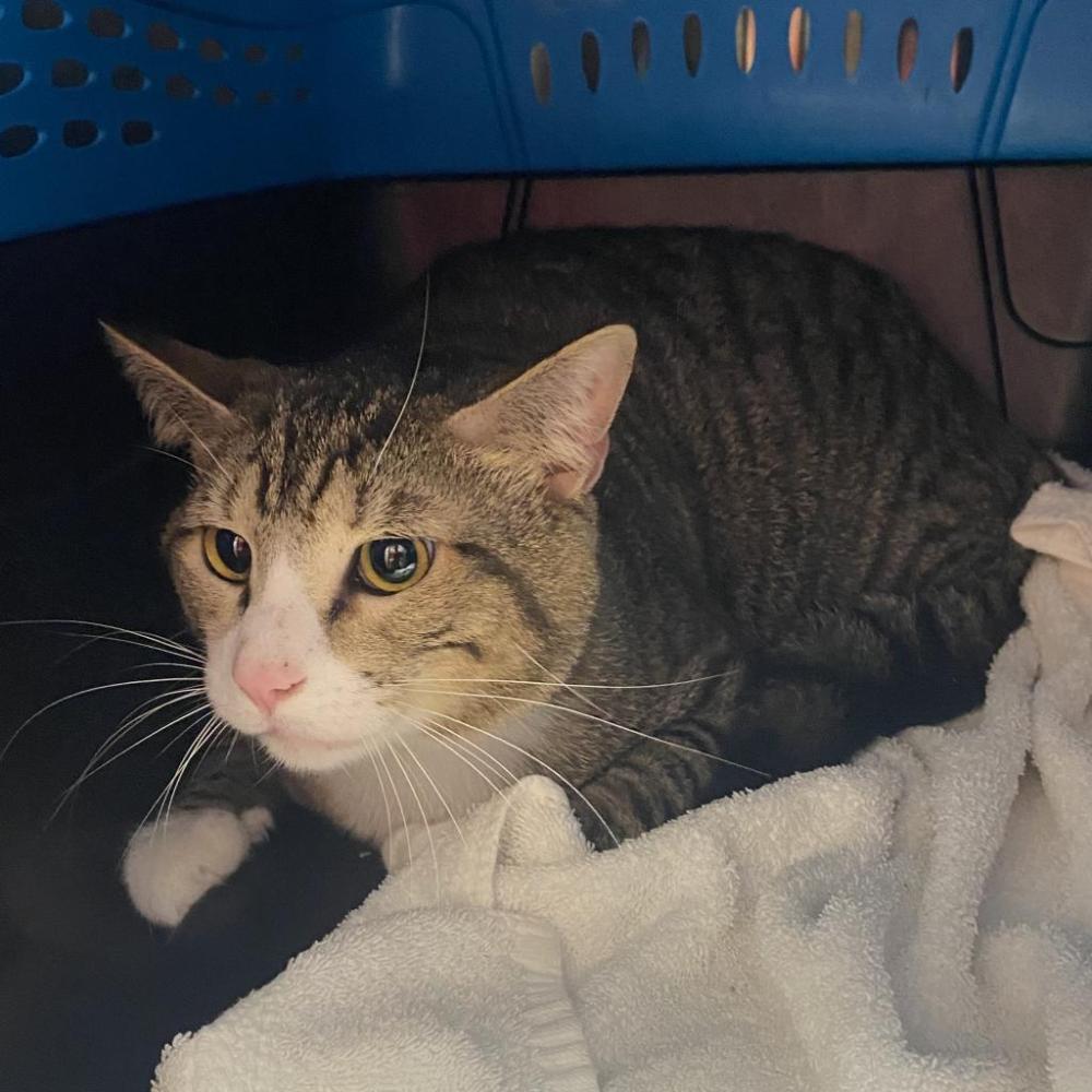 Shelter Stray Male Cat last seen , Chattanooga, TN 37415