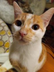 Lost Male Cat last seen Doolittle Drive and Belvedere Ave, San Leandro CA 94577, San Leandro, CA 94577
