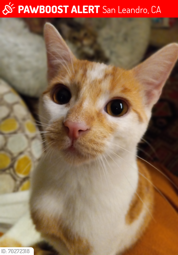 Lost Male Cat last seen Doolittle Drive and Belvedere Ave, San Leandro CA 94577, San Leandro, CA 94577