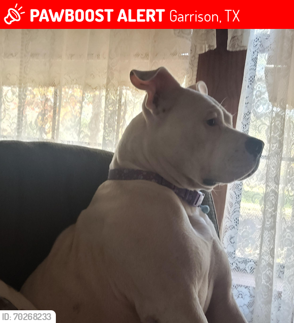Lost Female Dog last seen Concord, Garrison & Mt.Enterprise , Garrison, TX 75946