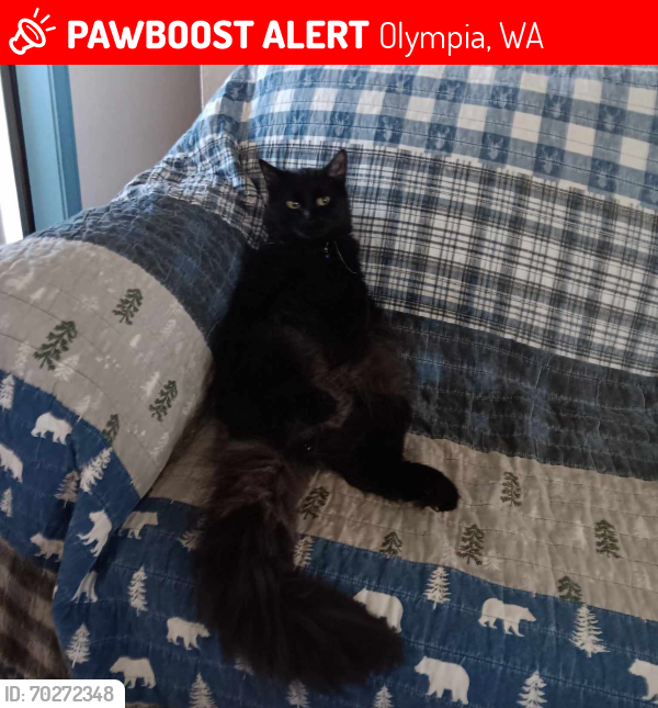 Lost Male Cat last seen Littlerock Rd and 70th Way, Tumwater , Olympia, WA 98512