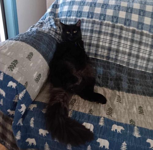Lost Male Cat last seen Littlerock Rd and 70th Way, Tumwater , Olympia, WA 98512