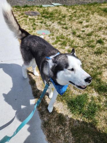 Lost Male Dog last seen Middleton and Kartcher , Nampa, ID 83651