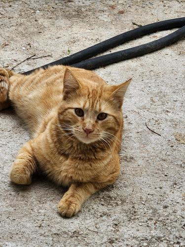 Lost Male Cat last seen Ogrady and hosack, Boerne, TX 78006