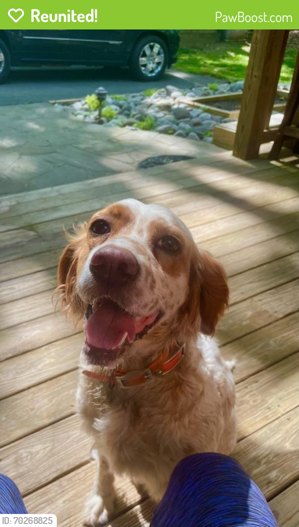 Reunited Female Dog last seen Mcrary Rd., Mooresville, NC 28117
