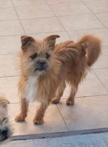 Lost Male Dog last seen Compton, Ca, Compton, CA 90221