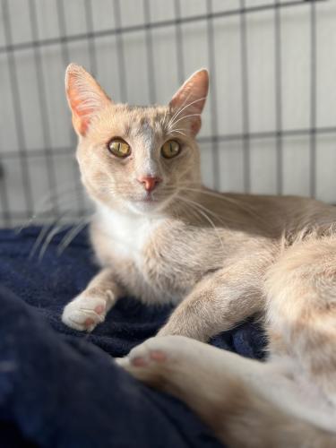 Lost Male Cat last seen Pantops, Charlottesville, VA 22911