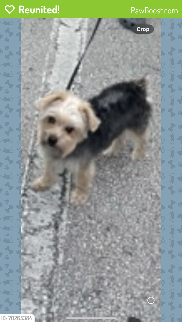 Reunited Male Dog last seen Apopka Vineland & Dressage, Orlando, FL 32818