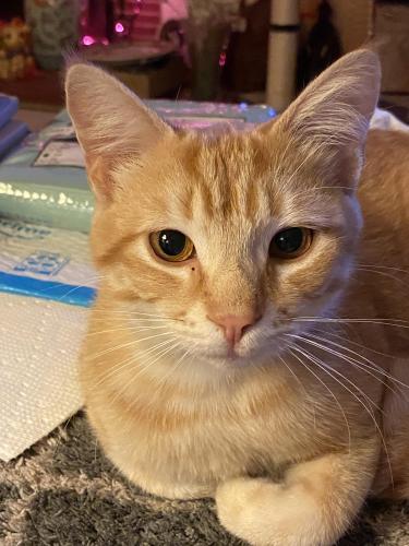 Lost Male Cat last seen Apts at Alverstone and 85th Place, Los Angeles, CA 90045