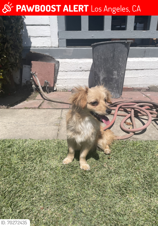 Lost Male Dog last seen 43rd street  and Leimert Blvd, Los Angeles, CA 90008