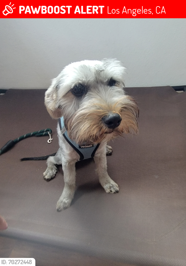 Lost Male Dog last seen 65th st, Los Angeles, CA 90043