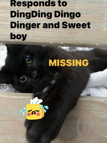 Lost Male Cat last seen Last block of N. Walnut St and Clover Alley, West Chester, PA 19380