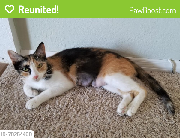 Reunited Female Cat last seen Near W Ajo Way, Tucson, AZ 85713