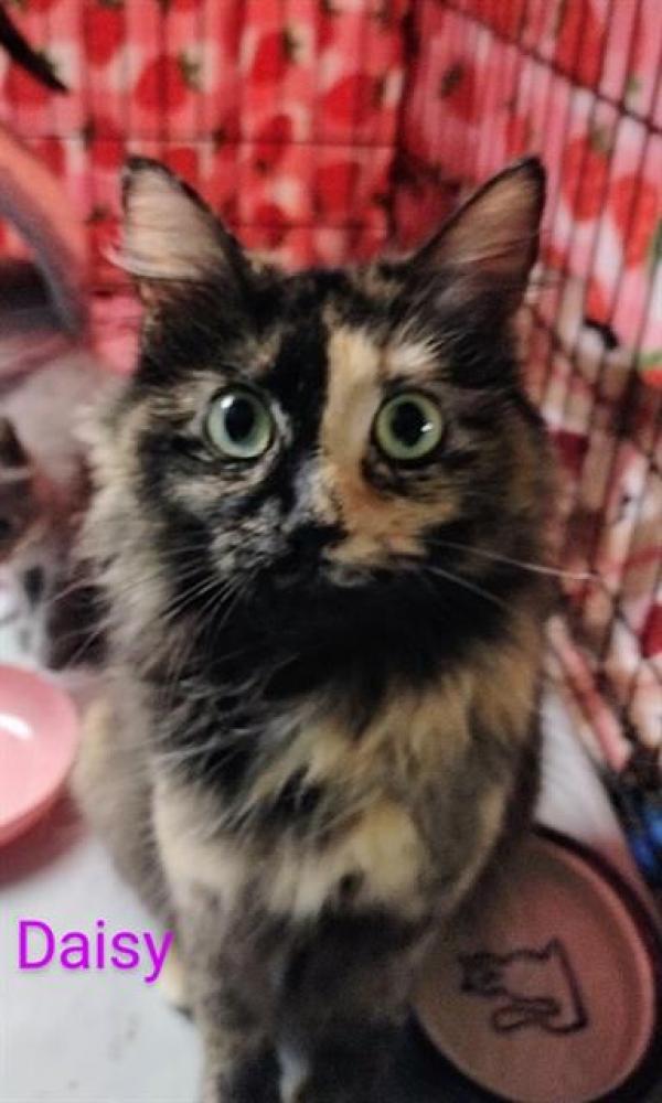 Shelter Stray Female Cat last seen LAKE ST LOUIS, St. Peters, MO 63376