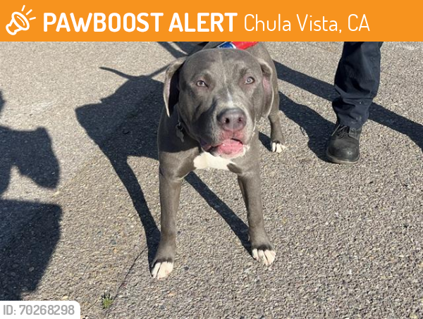Shelter Stray Male Dog last seen Near BLOCK ZENITH ST, Chula Vista, CA 91911
