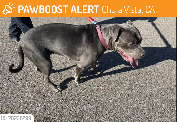 Shelter Stray Female Dog last seen Near BLOCK ZENITH ST, Chula Vista, CA 91911