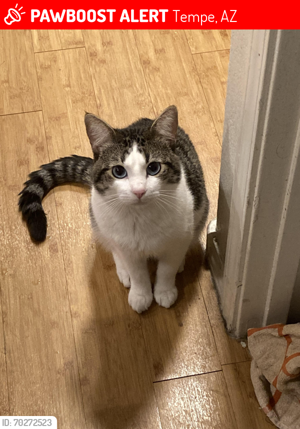 Lost Male Cat last seen Near E Apache Blvd, Tempe, AZ 85281