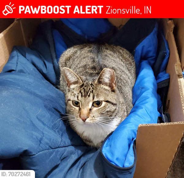 Deceased Male Cat last seen Rail Trail/S 875, Zionsville, IN 46077