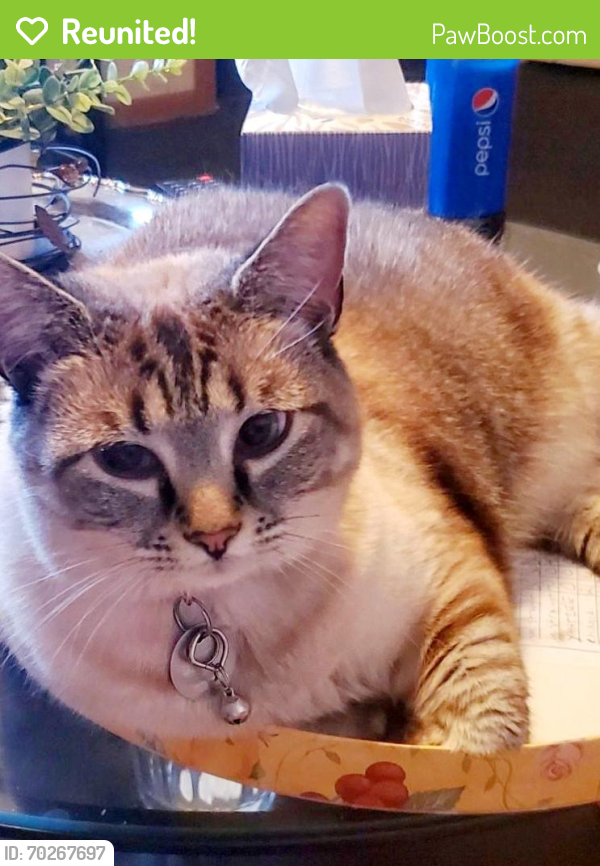 Reunited Female Cat last seen Arnsby and Everson near groveport madison schools, Columbus, OH 43232
