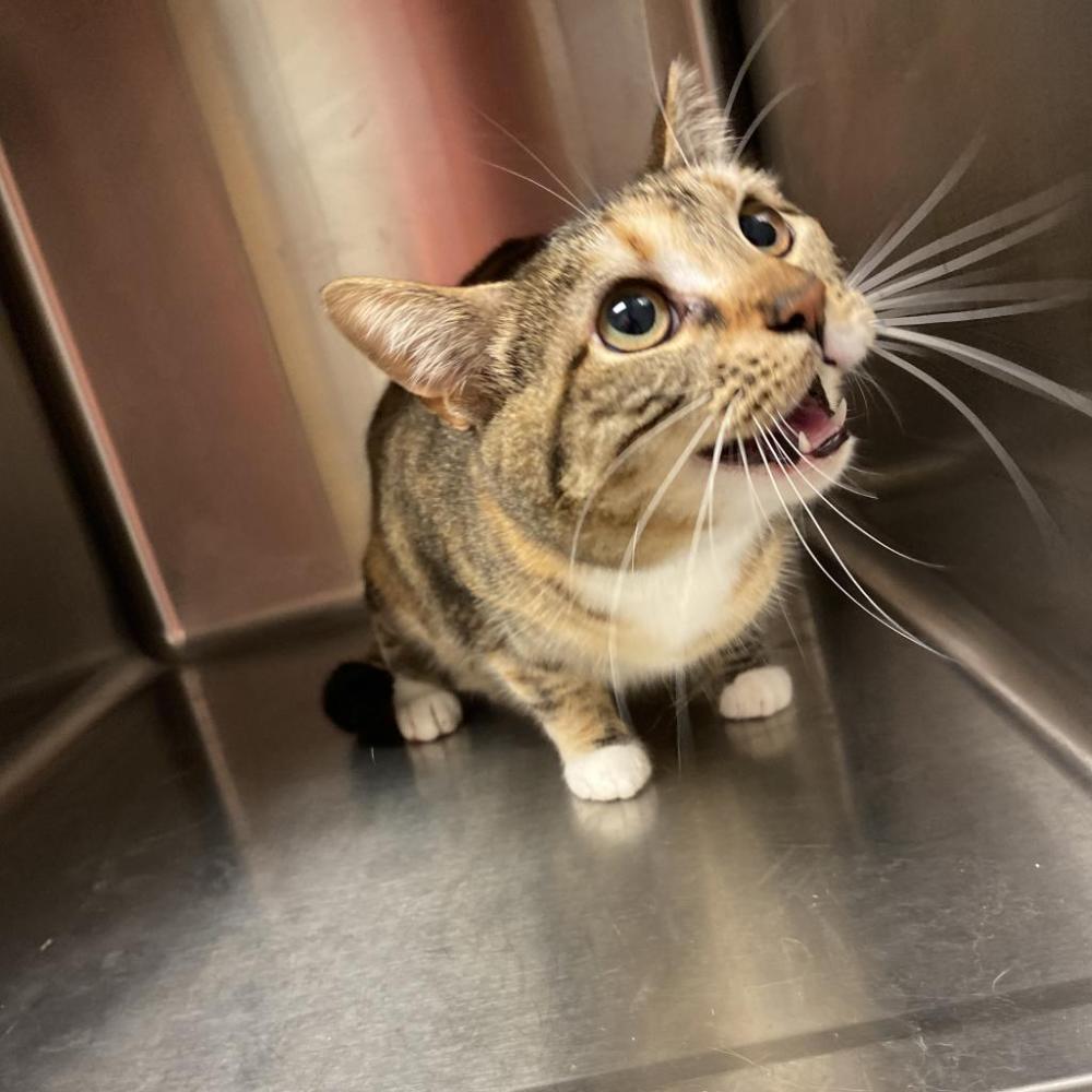 Shelter Stray Female Cat last seen , Chattanooga, TN 37415