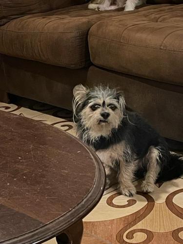 Lost Male Dog last seen Galveston y Hartford , Chandler, AZ 85225