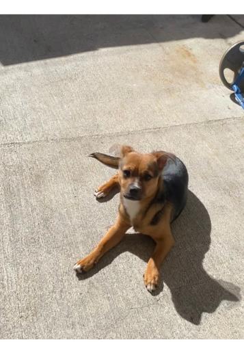 Lost Male Dog last seen Fraser and 4th st  , East Los Angeles, CA 90022