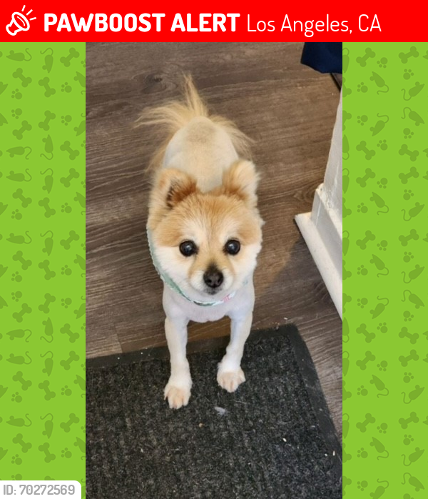 Lost Female Dog last seen Normandie Ave and 29th St, Los Angeles, CA 90007