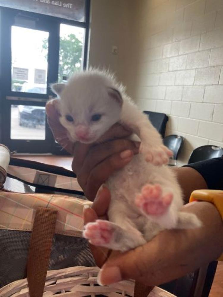 Shelter Stray Male Cat last seen Celtic Dr at Cyprex, 70809, LA, Baton Rouge, LA 70820