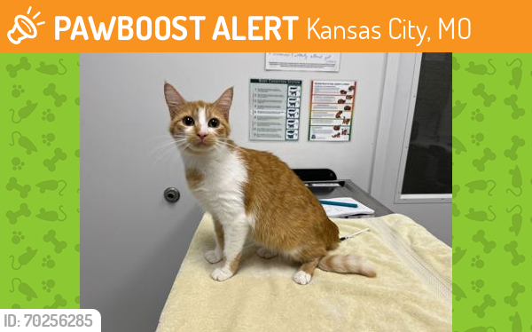 Shelter Stray Female Cat last seen W 45th St and Roanoke Pkwy KCMO 64111, 64111, MO, Kansas City, MO 64132
