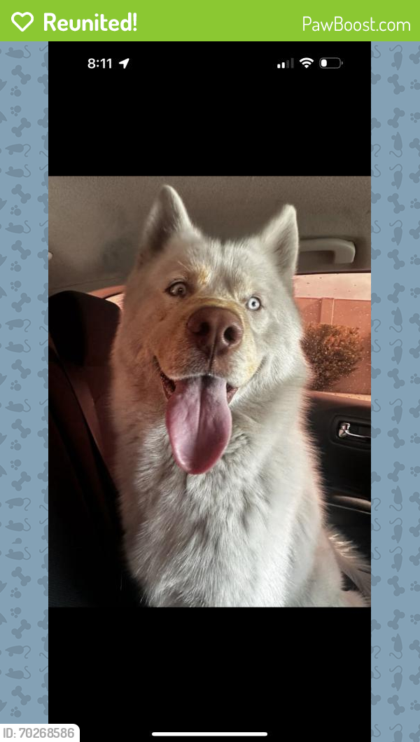 Reunited Male Dog last seen Near W 3rd St, San Bernardino, CA 92410, USA, San Bernardino, CA 92410