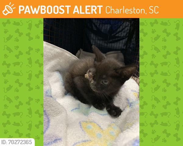 Shelter Stray Female Cat last seen North Charleston, SC 29405, Charleston, SC 29406