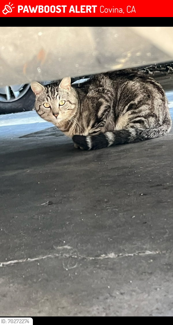 Lost Male Cat last seen Near W Glentana St Covina, CA  91722 United States, Covina, CA 91722