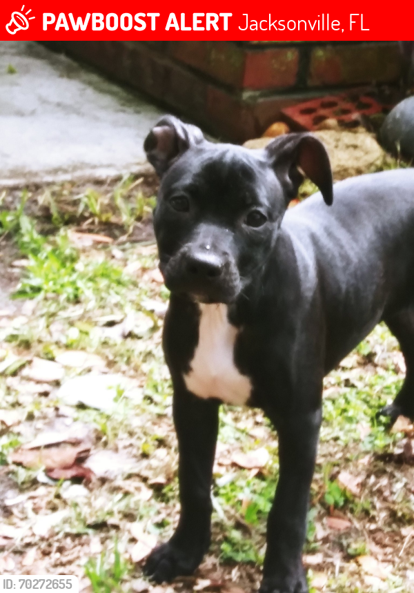 Lost Female Dog last seen Brookview Park    Agave Rd. & Kitty St. 32246, Jacksonville, FL 32246