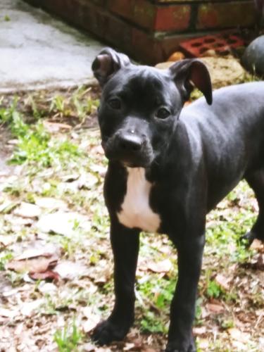 Lost Female Dog last seen Brookview Park    Agave Rd. & Kitty St. 32246, Jacksonville, FL 32246
