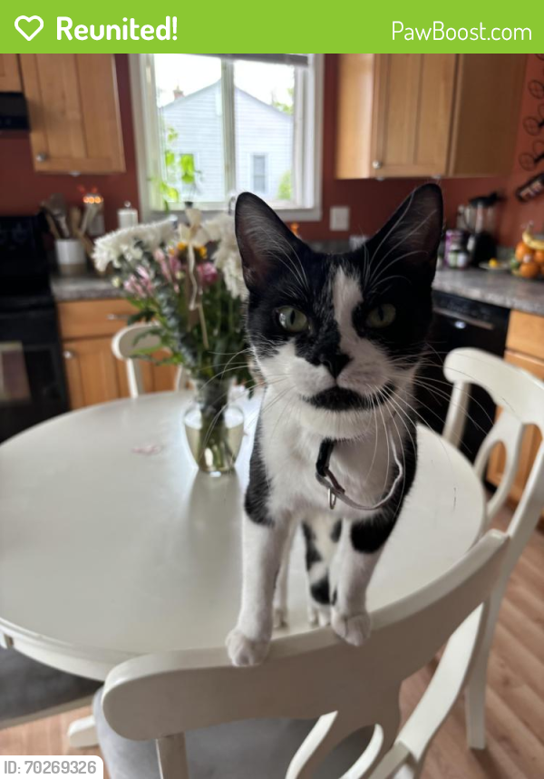Reunited Female Cat last seen Lee Ave. Crossroads are Hixson and Schimmel off of Auburn Rd and 21 mile, Shelby Township, MI 48317