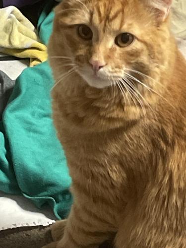 Lost Male Cat last seen cottonwood rd chattaroy washington, Spokane County, WA 99003