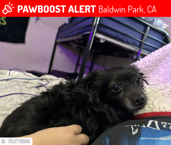 Lost Male Dog last seen  Baldwin park Blvd and Merced , Baldwin Park, CA 91706