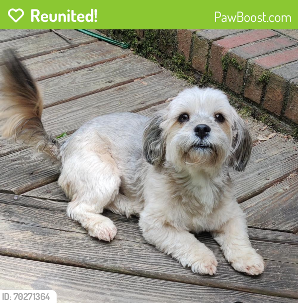 Reunited Female Dog last seen Saunders Rd and Harpersville, Newport News, VA 23601