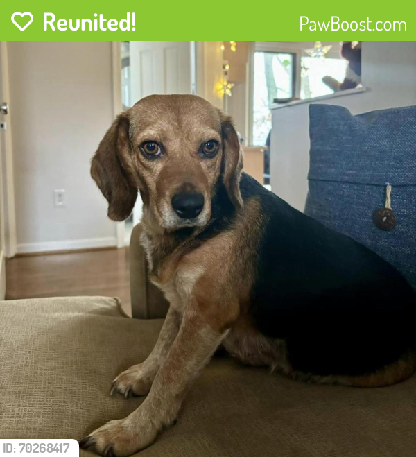 Reunited Female Dog last seen 17th Rd and Dinwiddie Street N Arlington VA 22207, Arlington, VA 22207