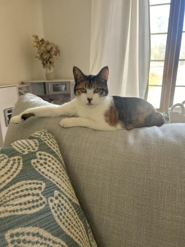 Lost Female Cat last seen Hollebeck and Merced, West Covina, CA 91791