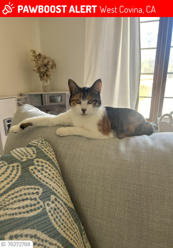Lost Female Cat last seen Hollebeck and Merced, West Covina, CA 91791