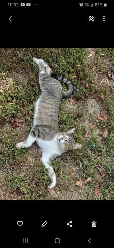 Lost Male Cat last seen Delaware and euclid, Des Moines, IA 50313