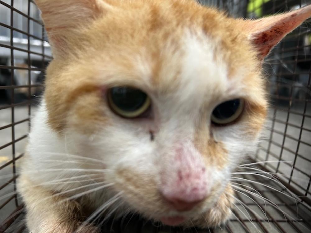 Shelter Stray Male Cat last seen MERRIDALE AVE, LEESBURG, Tavares, FL 32778