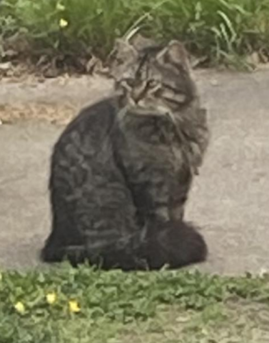 Found/Stray Unknown Cat last seen Sigmon & Princess Anne, Norfolk, VA 23502