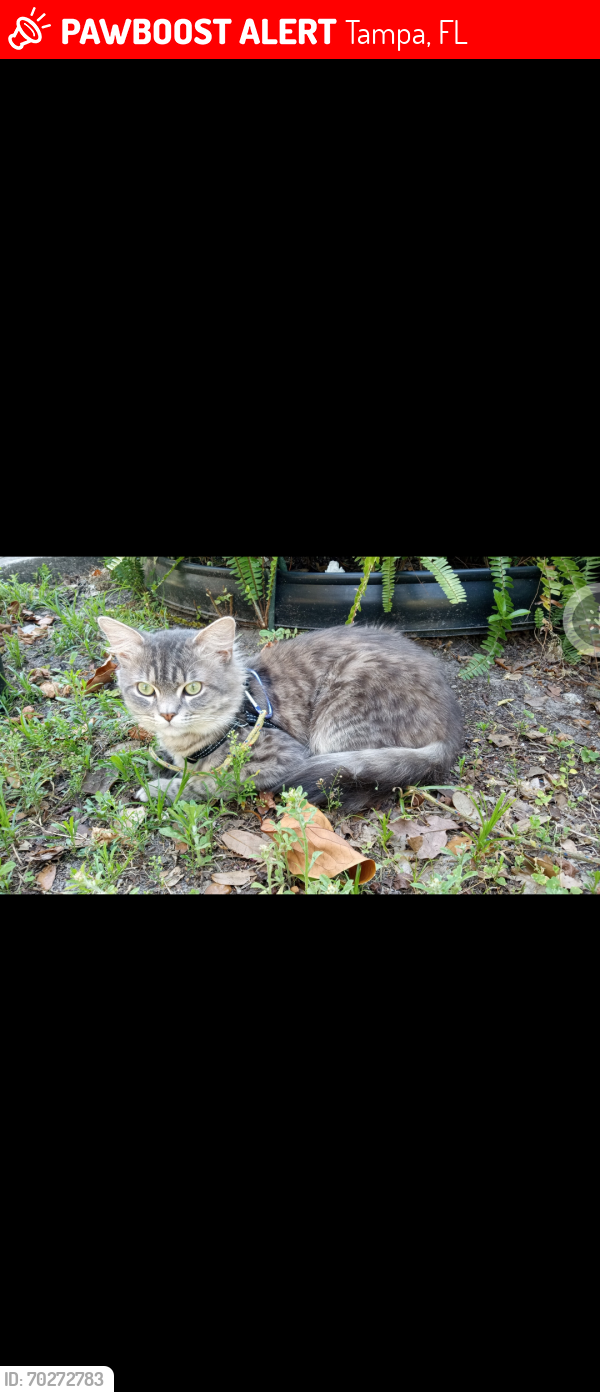 Lost Male Cat last seen N 15th street and idlewild, Tampa, FL 33610