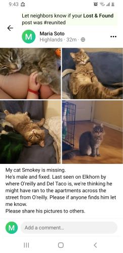 Lost Male Cat last seen elkhorn blvd, Sacramento, CA 95842
