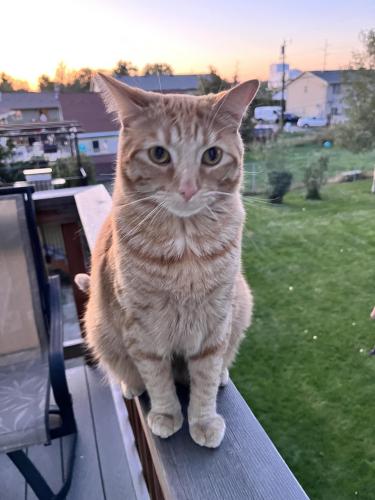 Lost Male Cat last seen Between Wyoming and Idaho St on Gallatin Ave., Belgrade, MT 59714
