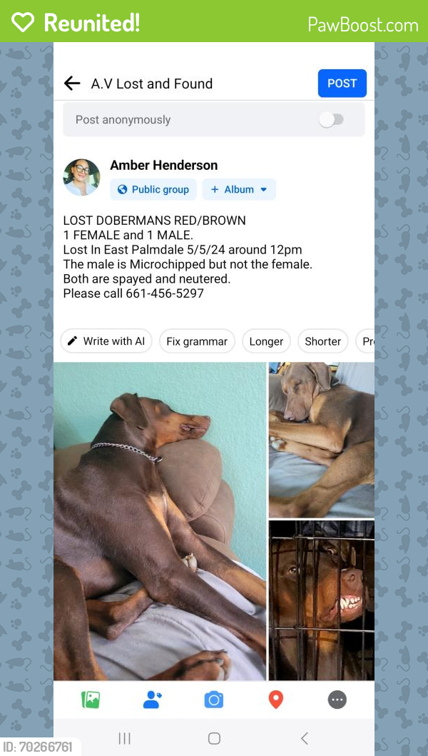 Reunited Male Dog last seen 35th st east & Ave S, Palmdale, CA 93550